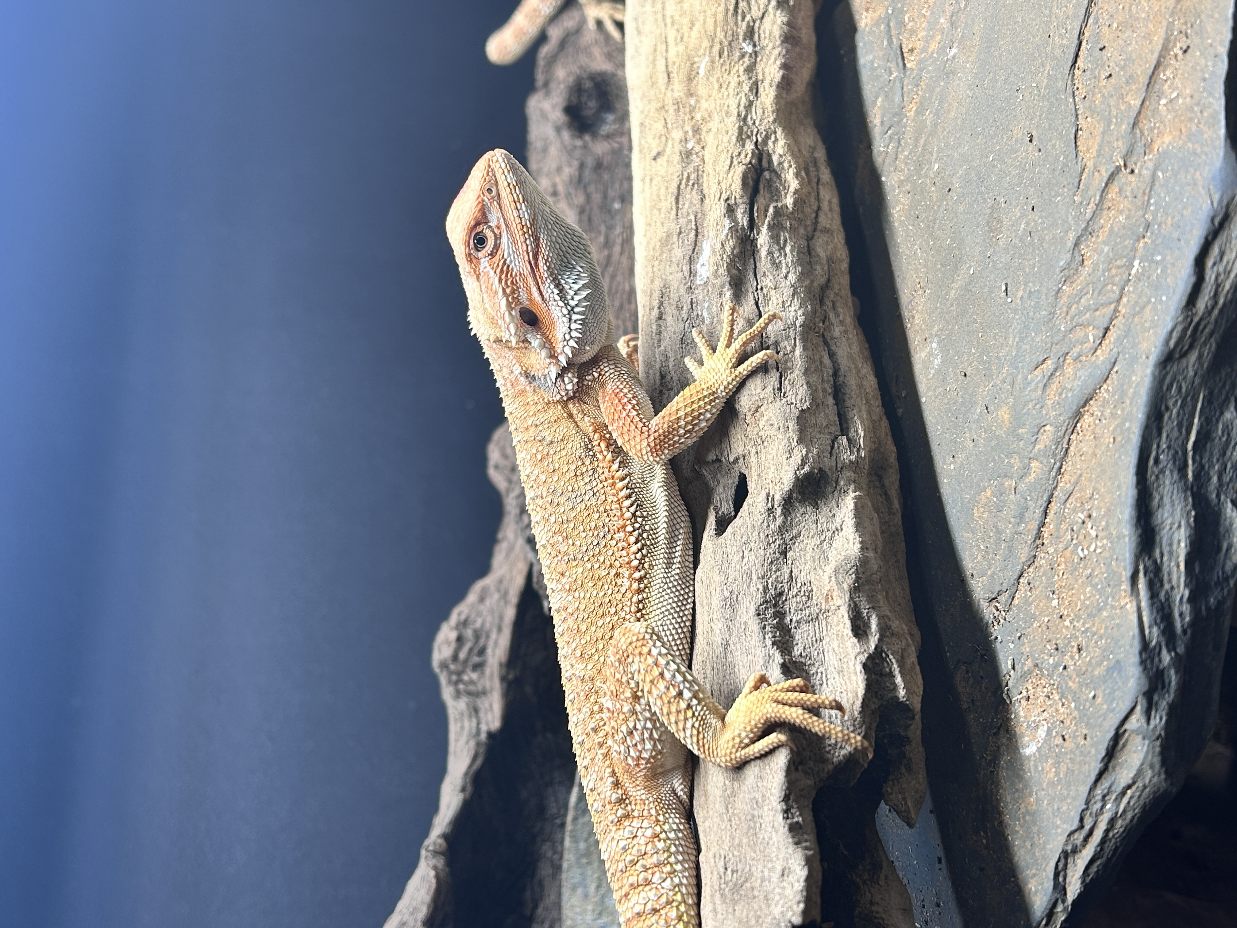 Image of Houdini 2
