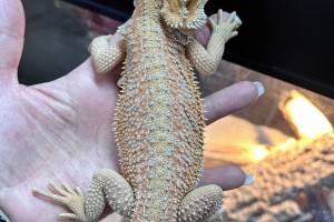Houdini