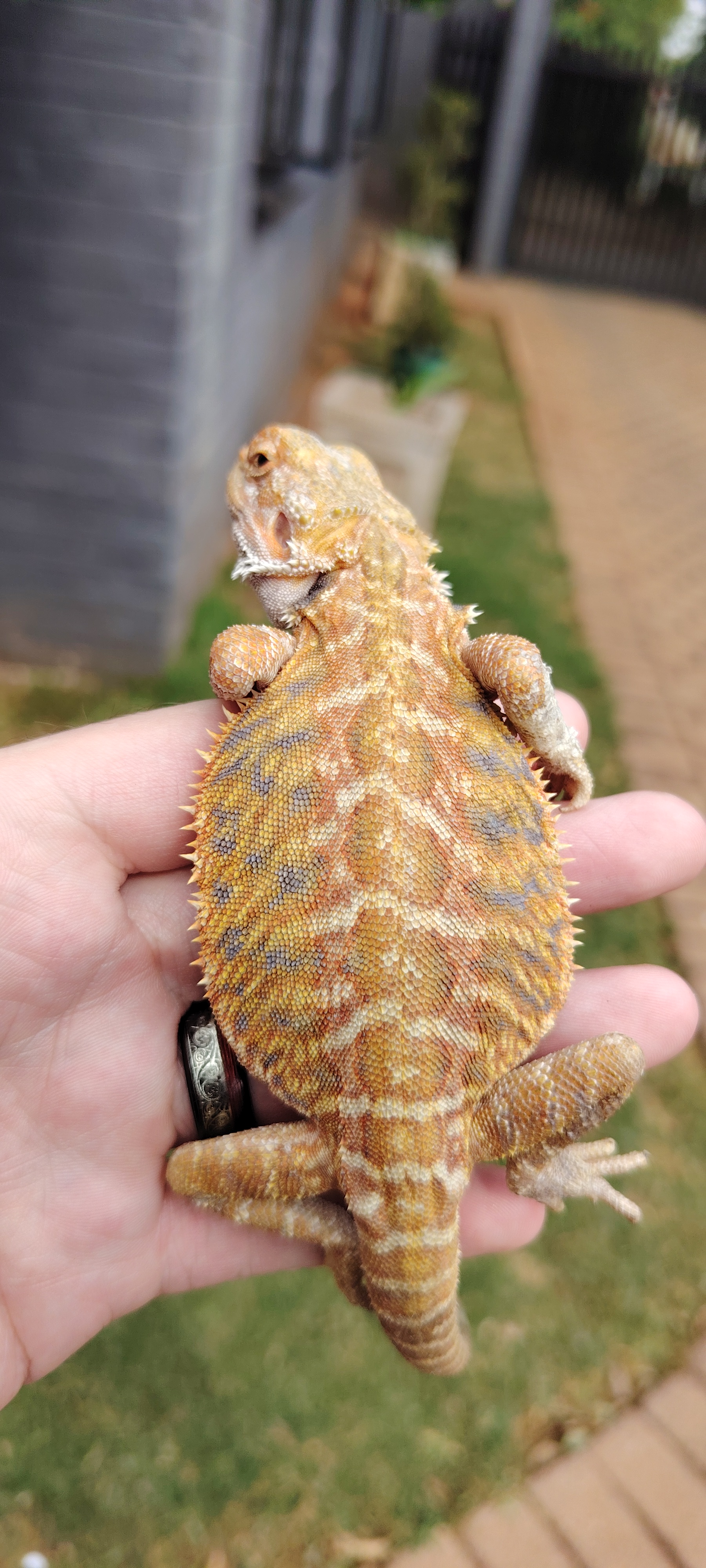 Bearded Dragon Male bearded dragon