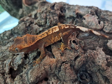 Crested Gecko — Crested Gecko