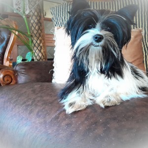 Falkor Yorkies logo
