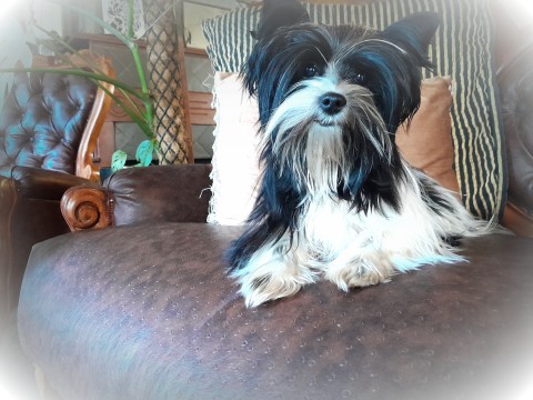Falkor Yorkies logo