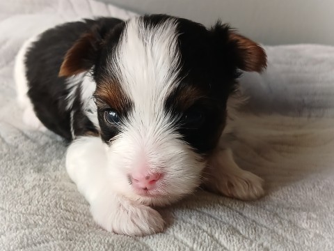 Dog — Noah