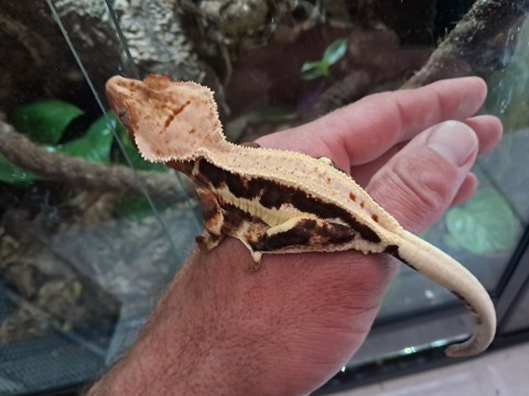 Crested Gecko — Crested Gecko