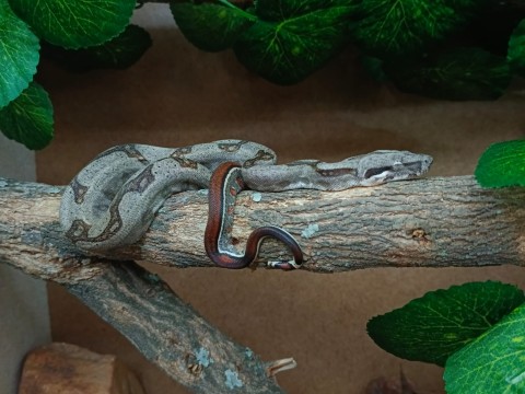 EARTH Creatures photo 2