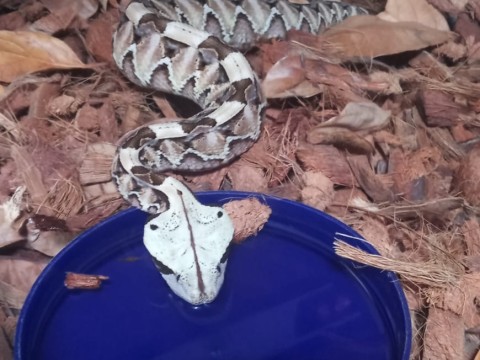 EARTH Creatures photo 4