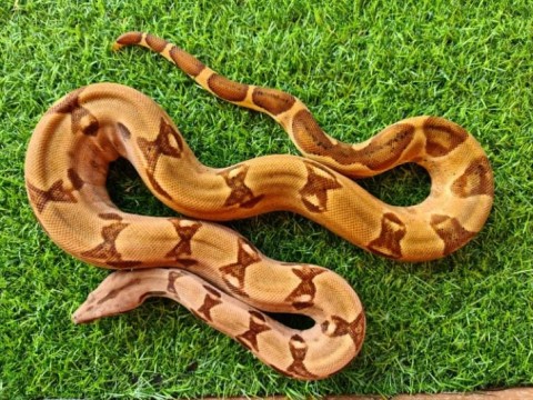 EARTH Creatures photo 6