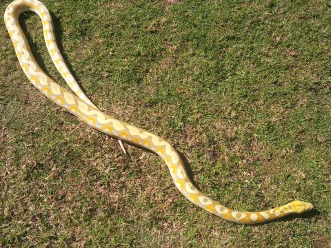 EARTH Creatures photo 7