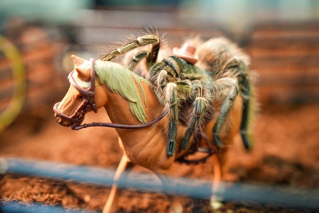 Image of Crazy For Tarantulas 1