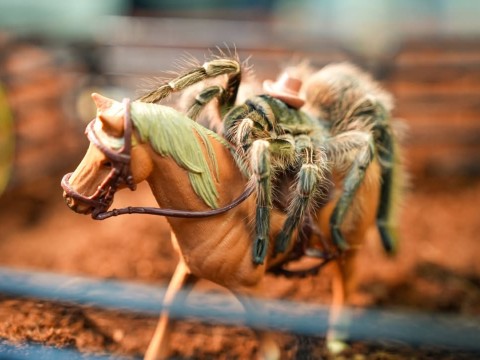Crazy For Tarantulas photo 1