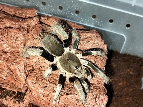 Crazy For Tarantulas photo 2