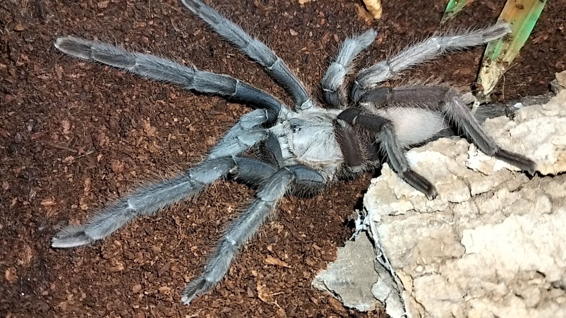 Image of Crazy For Tarantulas 3