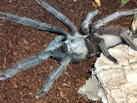 Crazy For Tarantulas photo 3