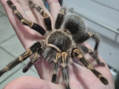 Crazy For Tarantulas photo 4