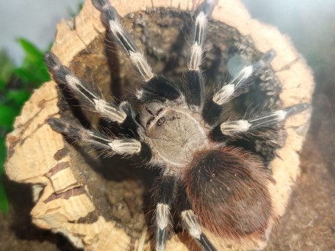 Crazy For Tarantulas photo 5