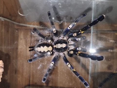 Crazy For Tarantulas photo 6