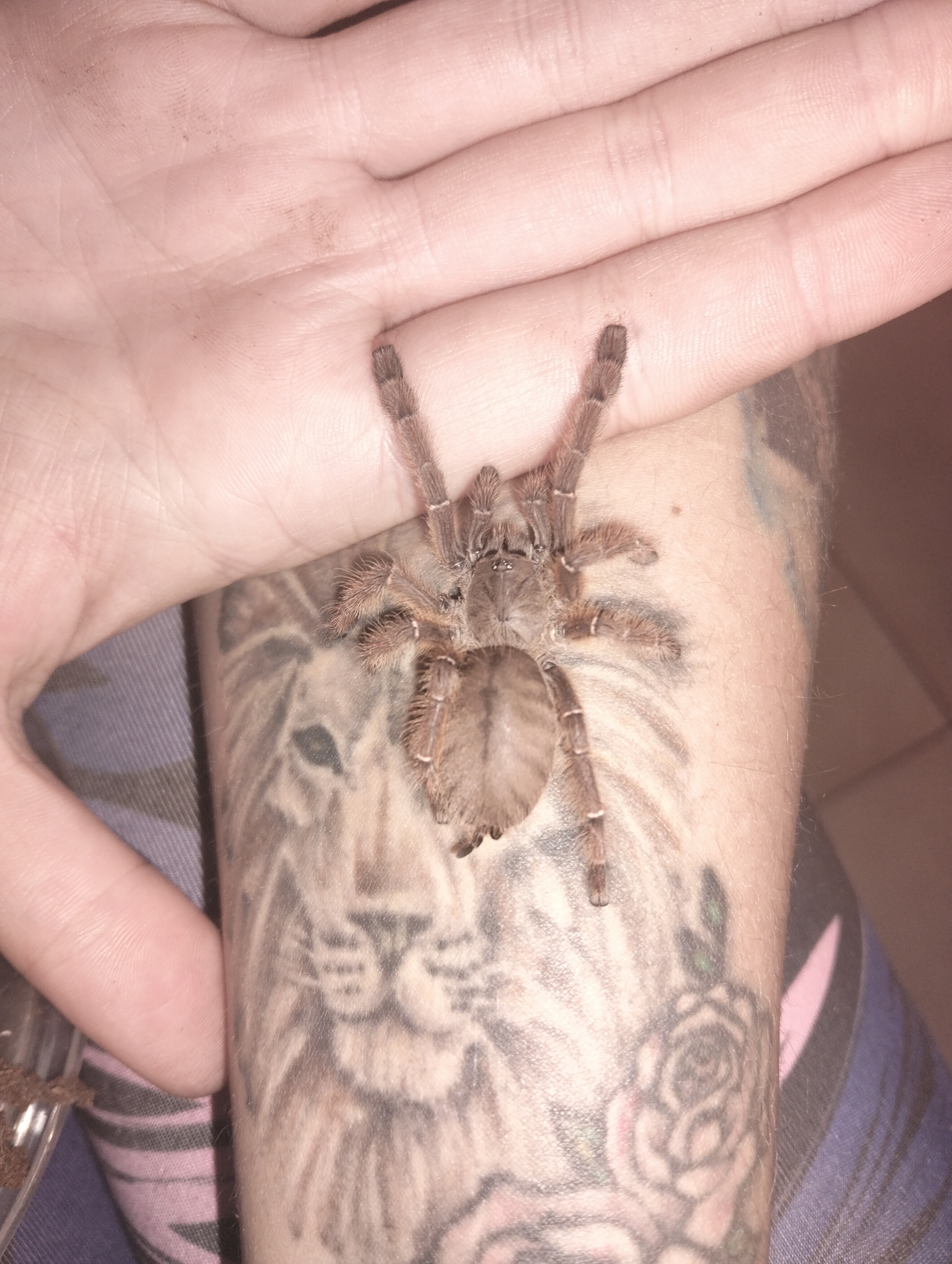 Image of Crazy For Tarantulas 7