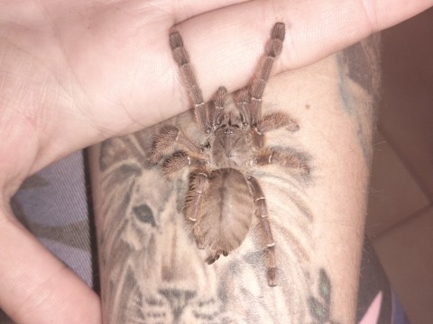 Crazy For Tarantulas photo 7