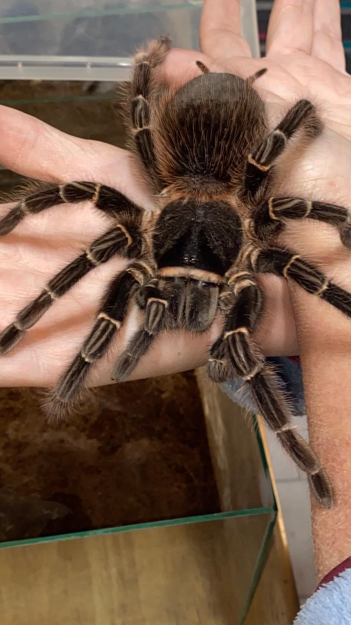 Image of Crazy For Tarantulas 8