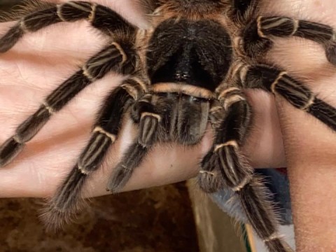 Crazy For Tarantulas photo 8