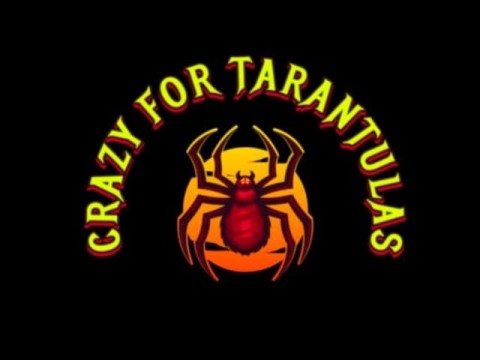 Crazy For Tarantulas logo