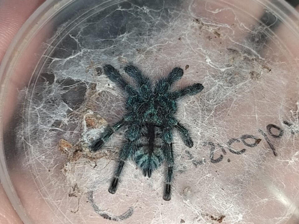 Antilles Pinktoe Caribena versicolor -Martinique Pink Toe