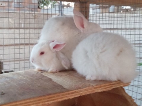 Cottontail Rabitry photo 1