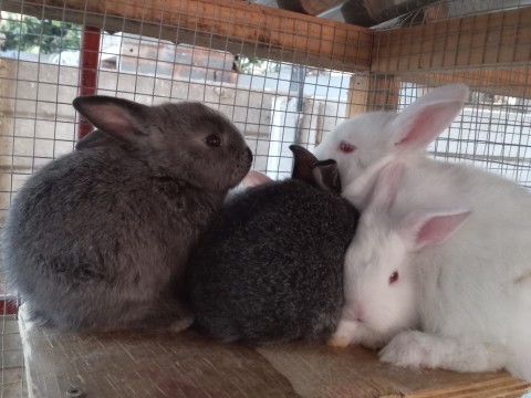 Cottontail Rabitry photo 2