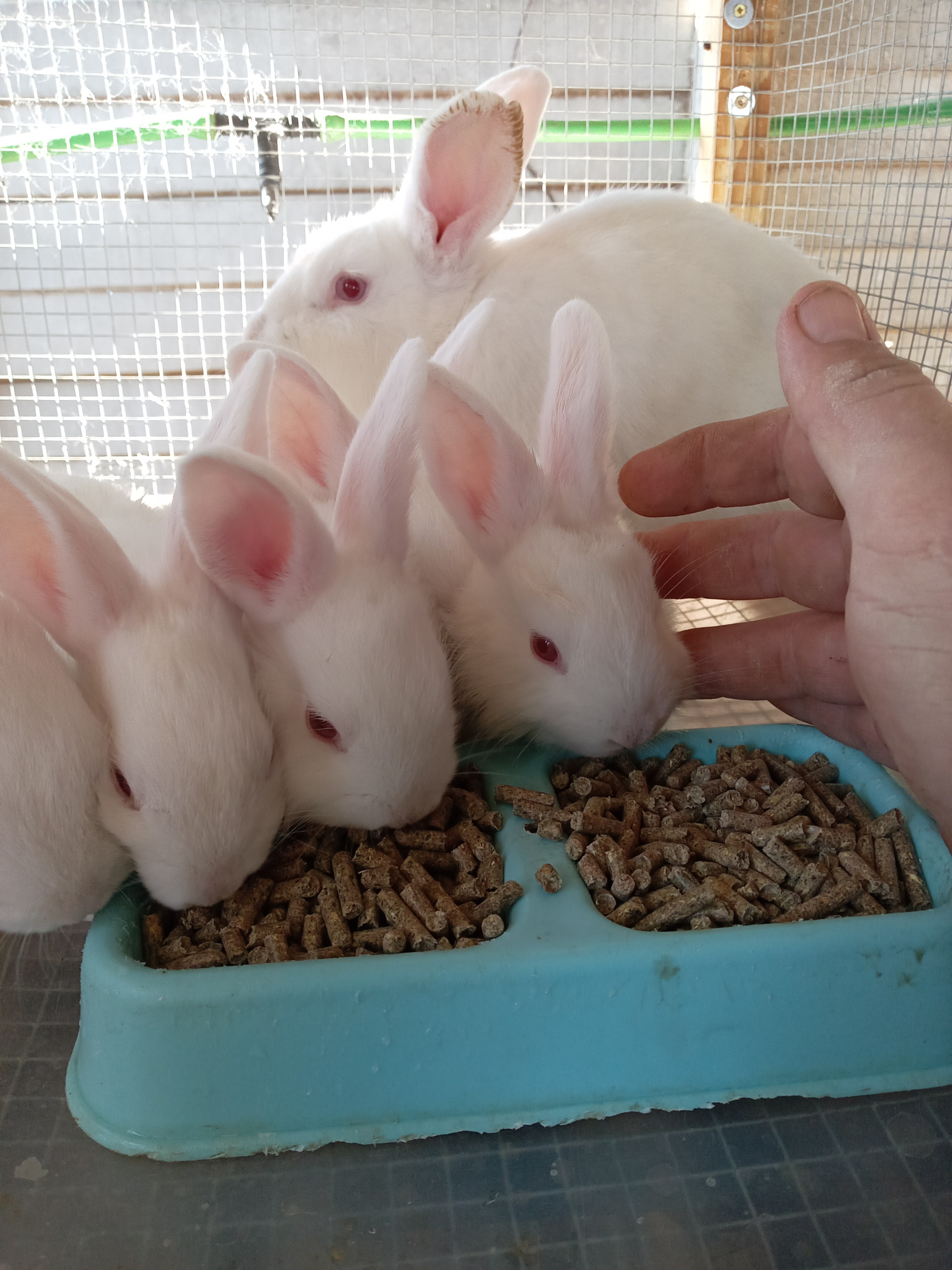 Image of Cottontail Rabitry 3