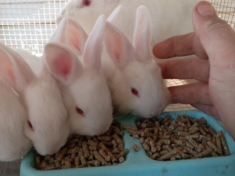Cottontail Rabitry photo 3