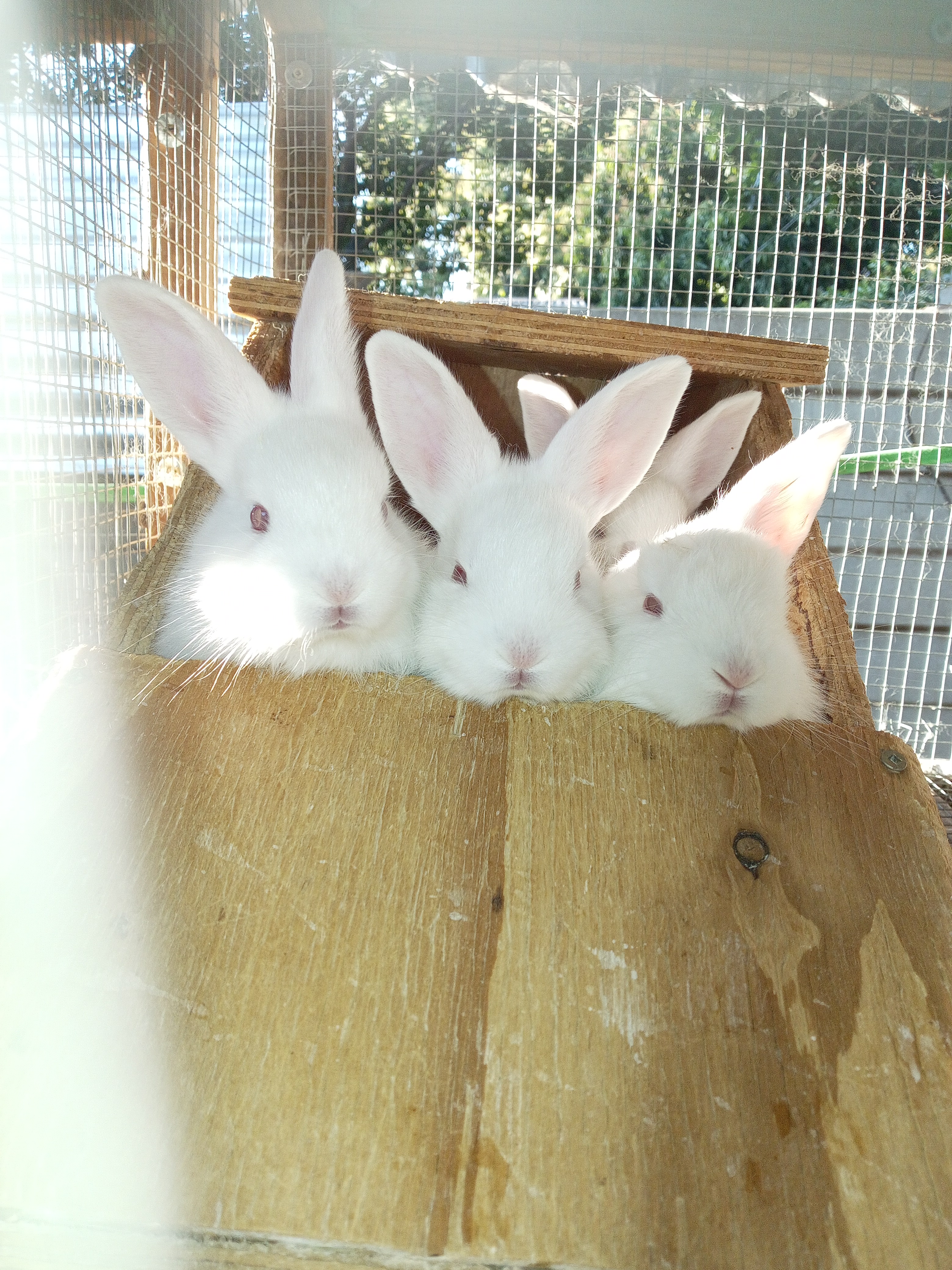 Image of Cottontail Rabitry 5