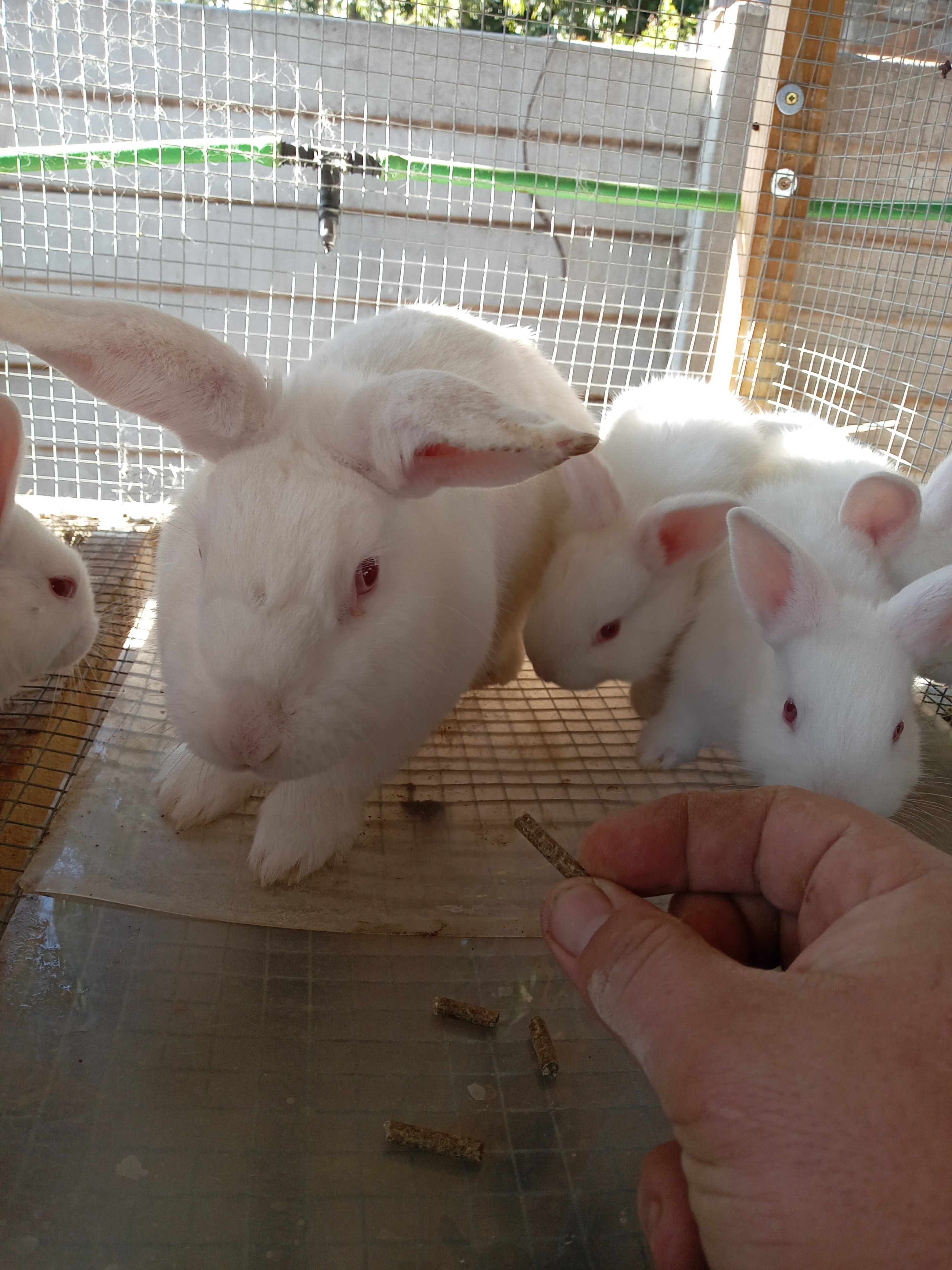Image of Cottontail Rabitry 6