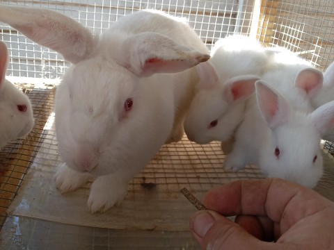 Cottontail Rabitry photo 6