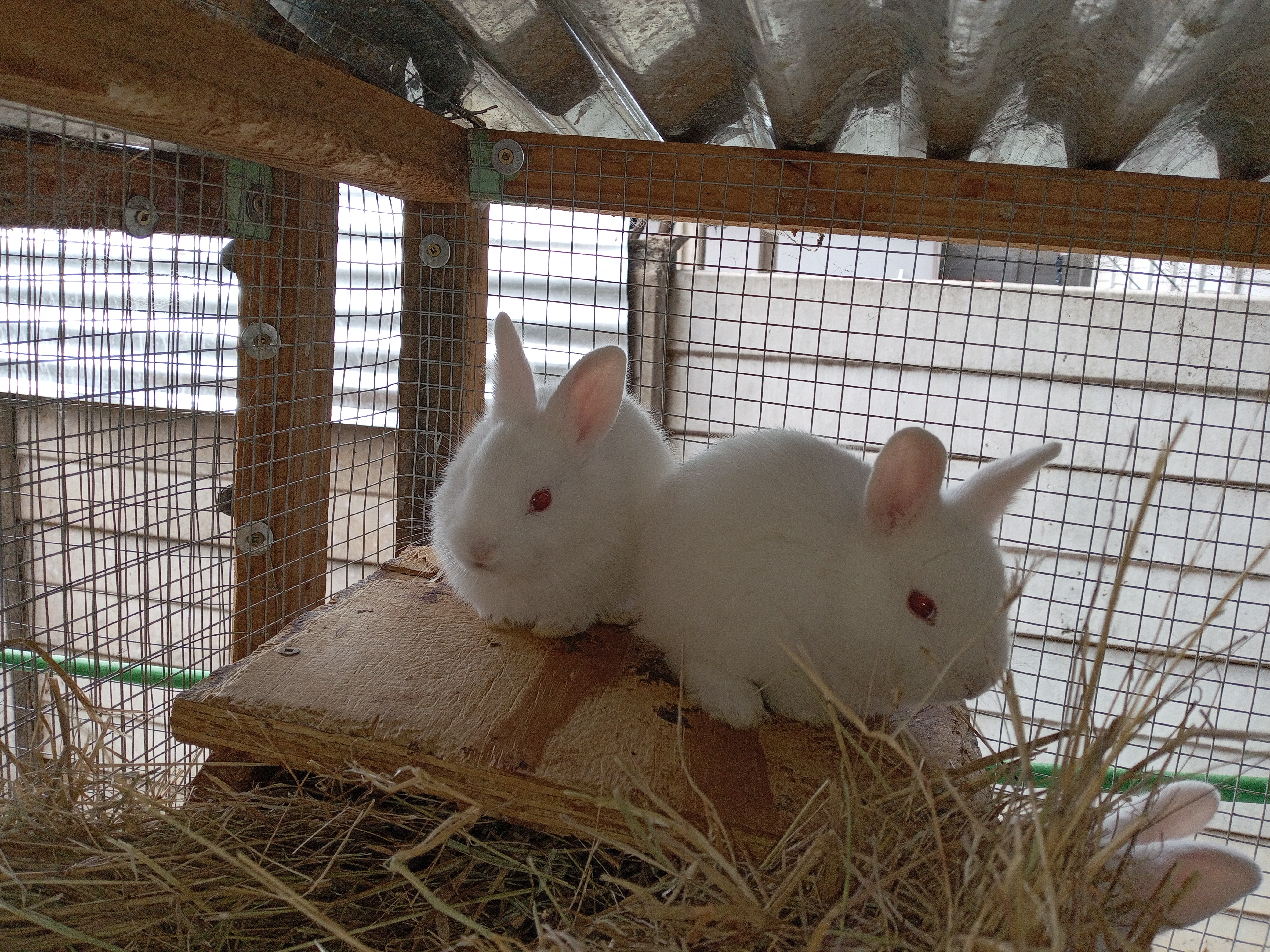 Image of Cottontail Rabitry 7