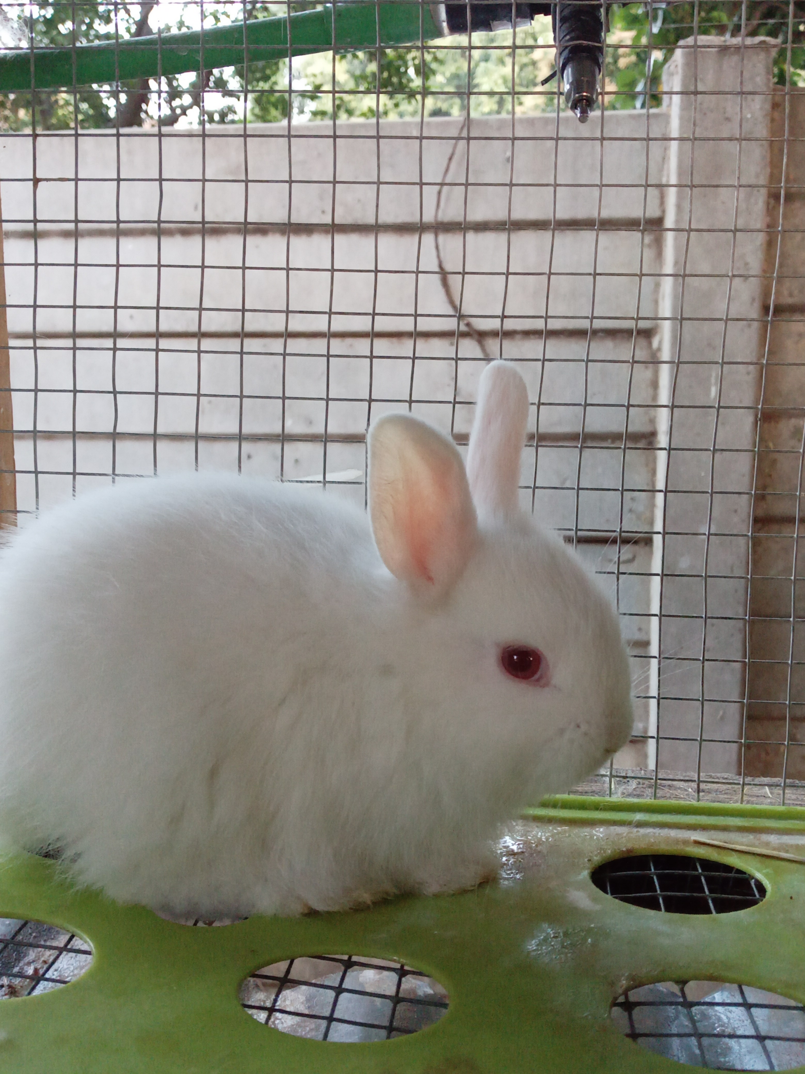Cottontail Rabitry cover image