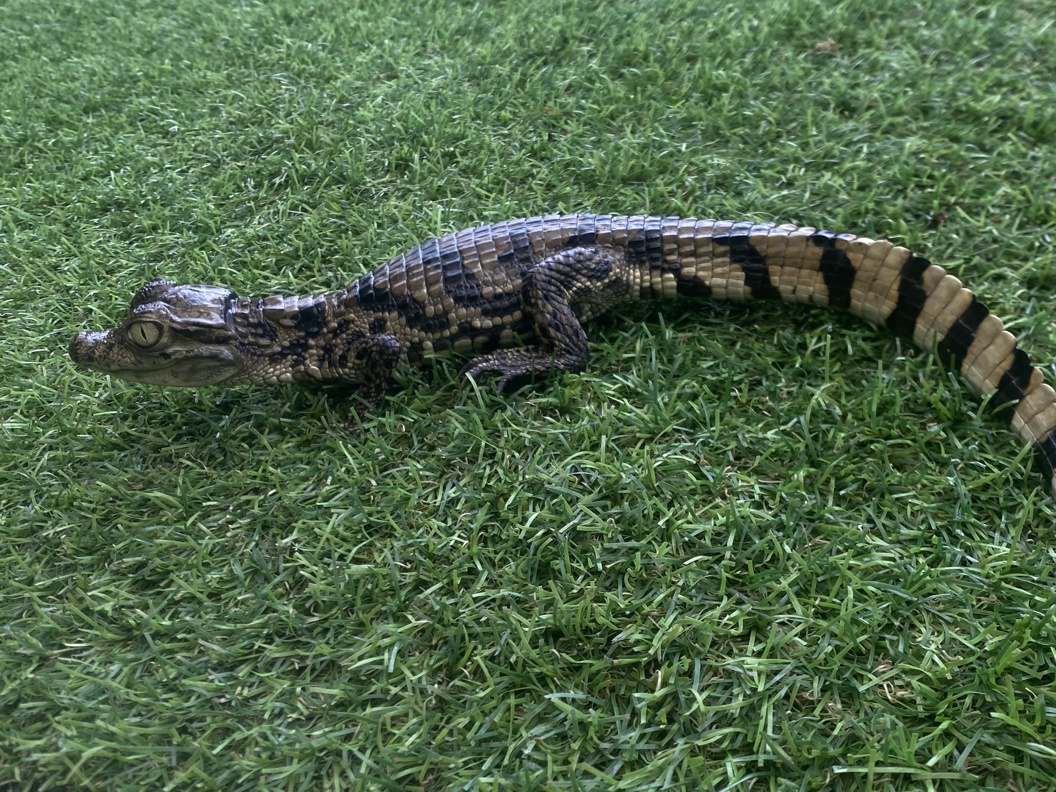 Image of Female Caiman 1