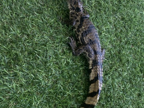 Female Caiman photo 2