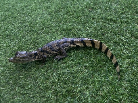 Female Caiman photo 3