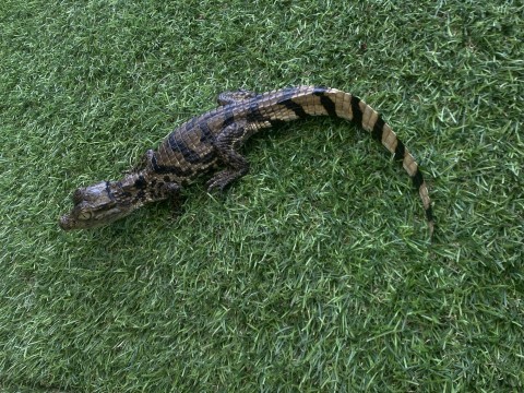Female Caiman photo 4
