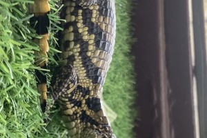 Female Caiman