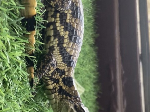 Caiman — Female Caiman
