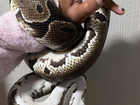 Ball Python photo 1