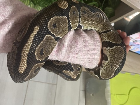 Ball Python photo 2