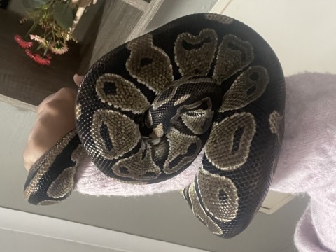 Ball Python photo 3