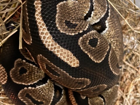 Ball Python photo 4
