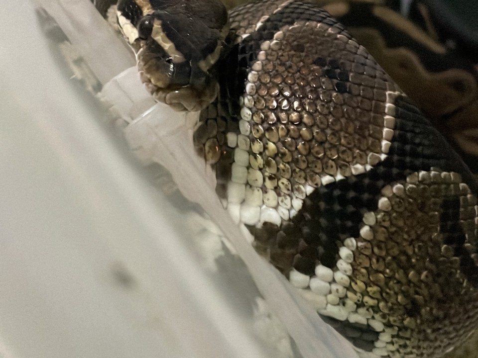 Ball Python Ball Python