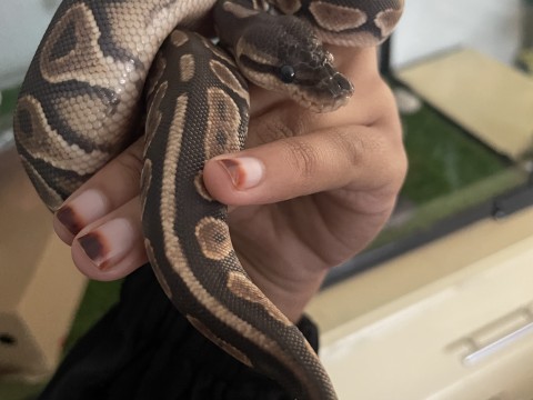 Cinnamon Ball Python photo 1