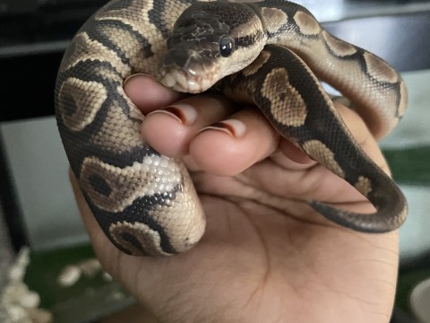 Cinnamon Ball Python photo 2