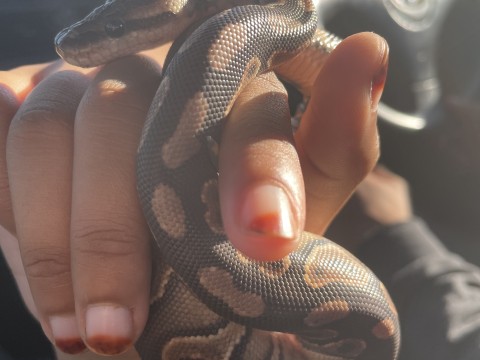 Cinnamon Ball Python photo 3