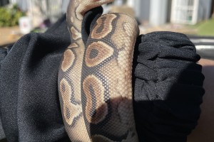 Cinnamon Ball Python